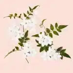 Gucci Bloom Ambrosia di Fiori Eau De Parfum Intense 50 ml