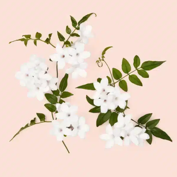 Gucci Bloom Ambrosia di Fiori Eau De Parfum Intense 50 ml