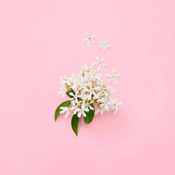 Gucci Flora Gorgeous Gardenia Eau De Parfum 100 ml