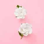 Gucci Flora Gorgeous Gardenia Eau De Parfum 100 ml